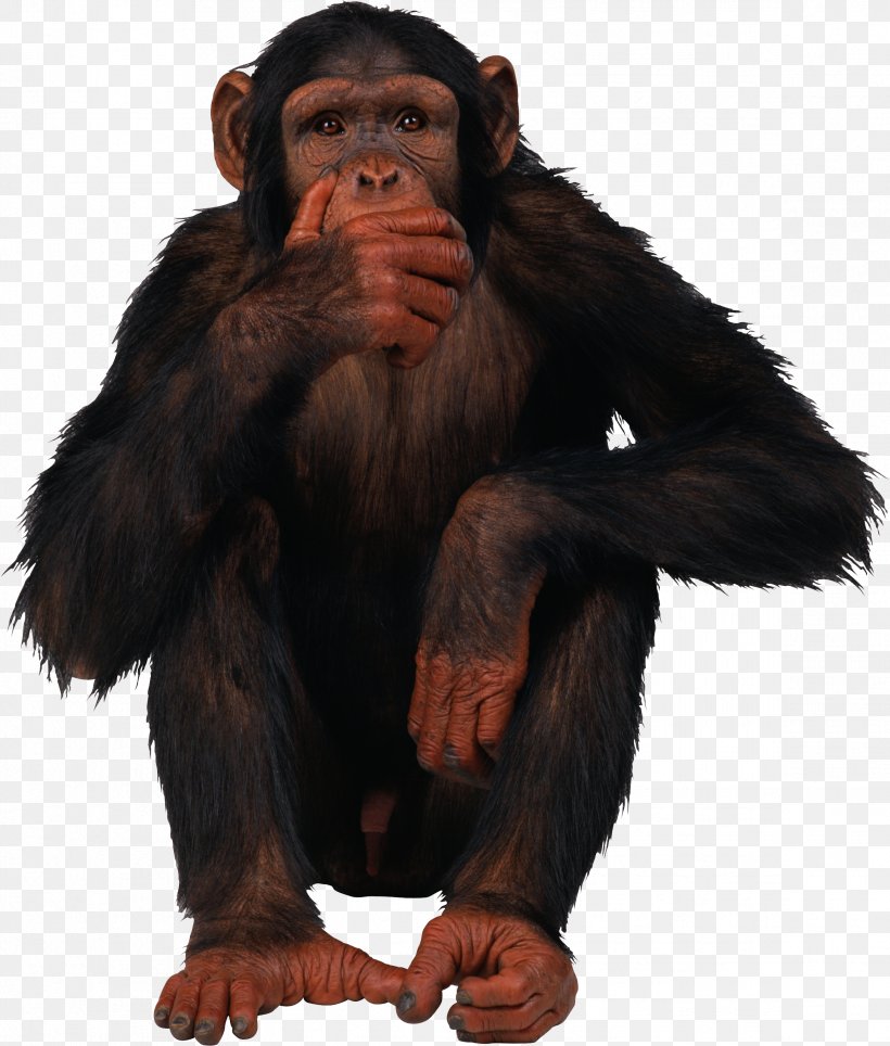 Primate Monkey Common Chimpanzee, PNG, 2336x2749px, 3d Computer Graphics, Primate, Animal, Chimpanzee, Common Chimpanzee Download Free