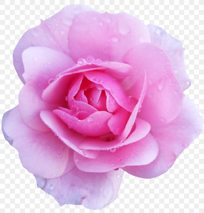Flower Rose Pink Desktop Wallpaper, PNG, 850x890px, Flower, Camellia, China Rose, Color, Cut Flowers Download Free