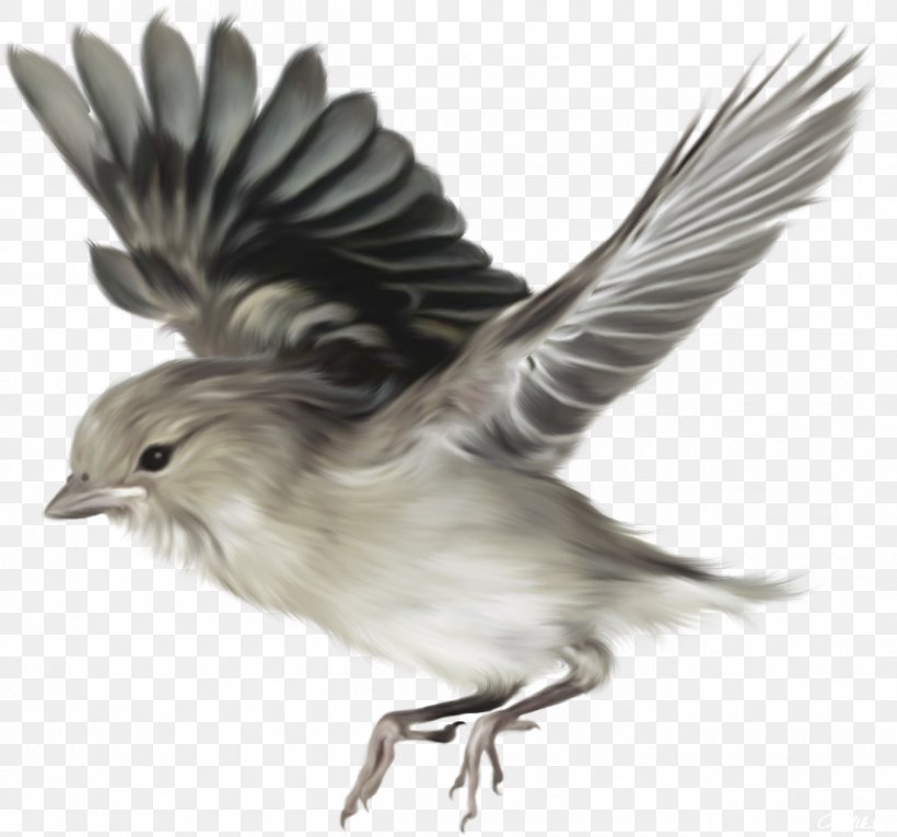 Bird, PNG, 1300x1213px, Bird, Beak, Fauna, Feather, Finch Download Free