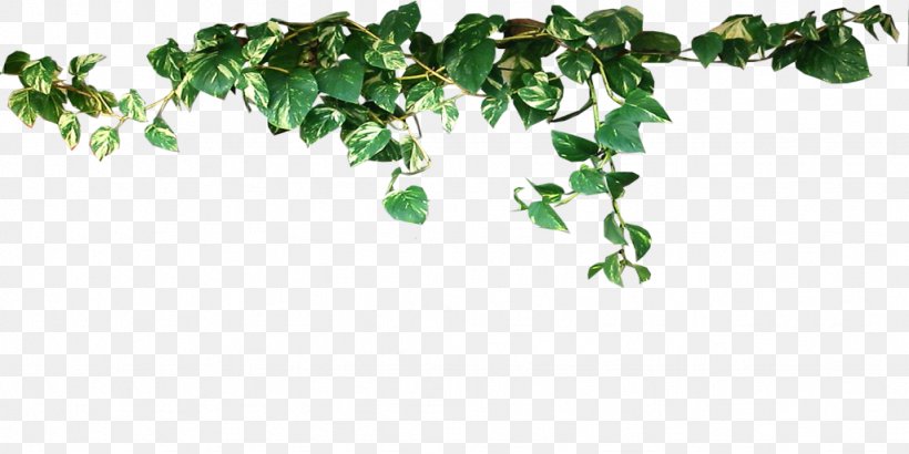 Common Ivy Vine Evergreen Plant Stem Aerial Root, PNG, 1024x512px, Common Ivy, Aerial Root, Branch, Evergreen, Flower Download Free