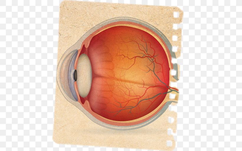 Wiring Diagram Human Eye Image, PNG, 512x512px, Diagram, Anatomy, Circulatory System, Eye, Eye Pattern Download Free