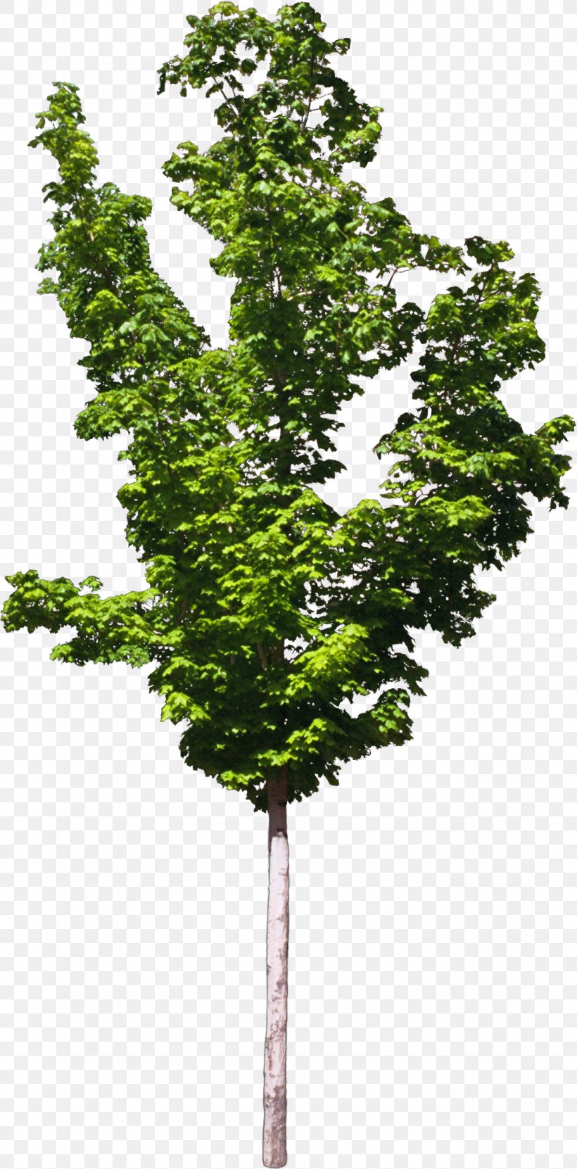 Zelkova Serrata Tree Plant Bonsai, PNG, 1109x2247px, Zelkova Serrata, Bonsai, Branch, Evergreen, Landscape Architecture Download Free