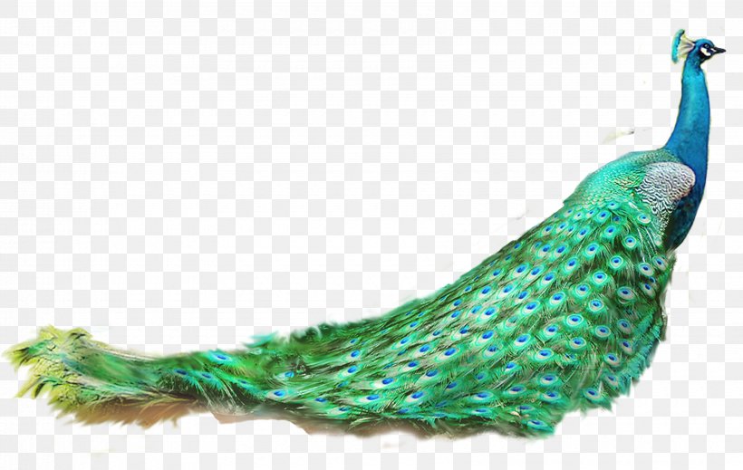 Asiatic Peafowl Feather, PNG, 3400x2153px, 3d Computer Graphics, Peafowl, Animal, Asiatic Peafowl, Beak Download Free