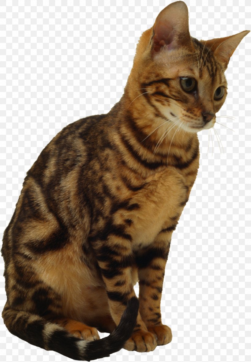 Cat Kitten Wallpaper, PNG, 384x500px, California Spangled, American Shorthair, American Wirehair, Asian, Australian Mist Download Free