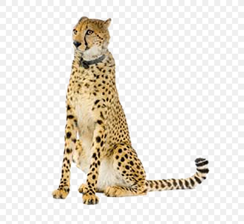 Cheetah Leopard Maasai Mara Eurasian Lynx Stock Photography, PNG, 750x750px, Cheetah, Big Cats, Carnivoran, Cat Like Mammal, Fauna Download Free