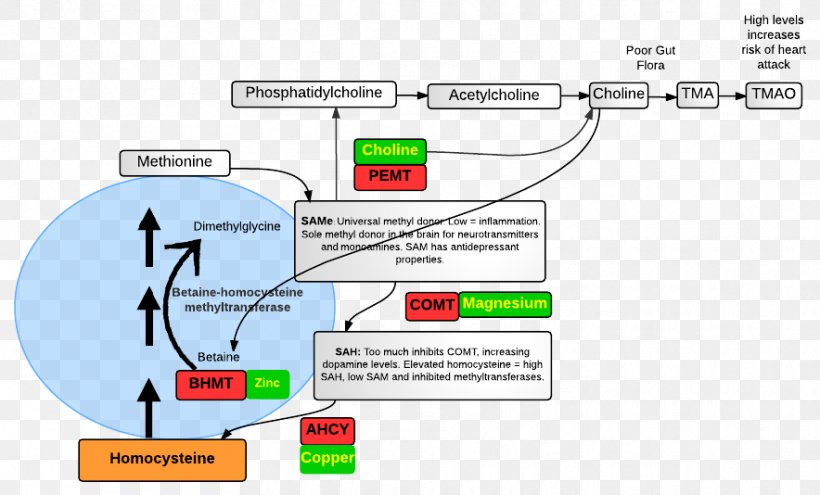 Coffee Health Drink Cardiovascular Disease, PNG, 884x534px, Coffee, Area, Cancer, Cardiovascular Disease, Diagram Download Free