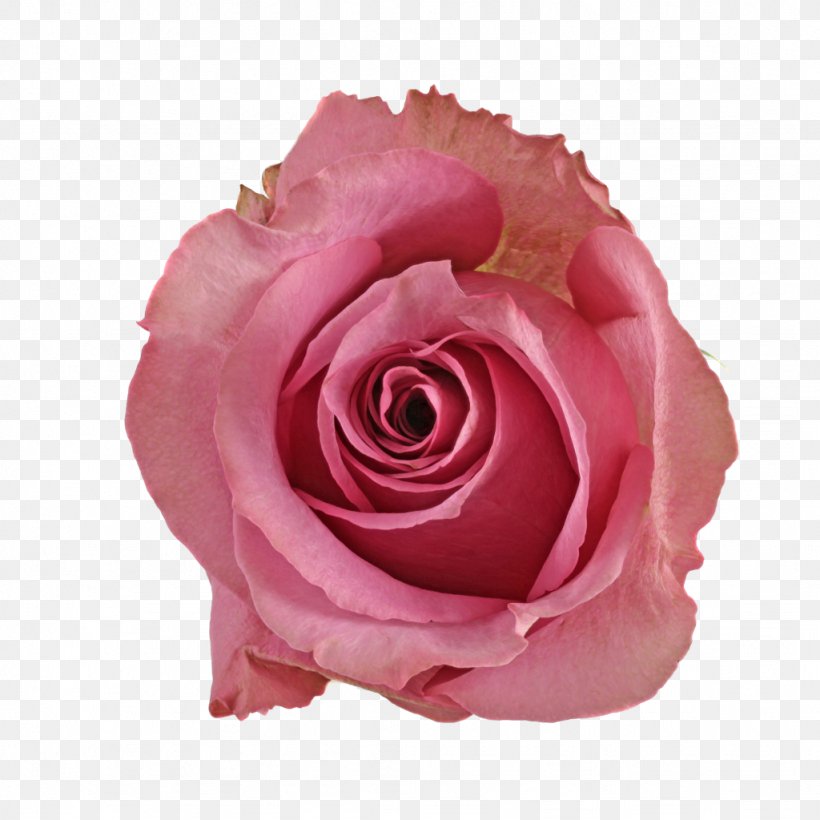 Cut Flowers Centifolia Roses Garden Roses Plant Floribunda, PNG, 1024x1024px, Cut Flowers, Centifolia Roses, Dahlia, Floribunda, Flower Download Free