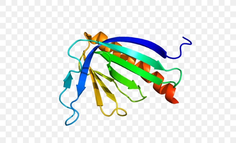 HOMER3 HOMER1 Scaffold Protein Gene, PNG, 600x500px, Protein, Body Jewellery, Body Jewelry, Chromosome, Cytosol Download Free