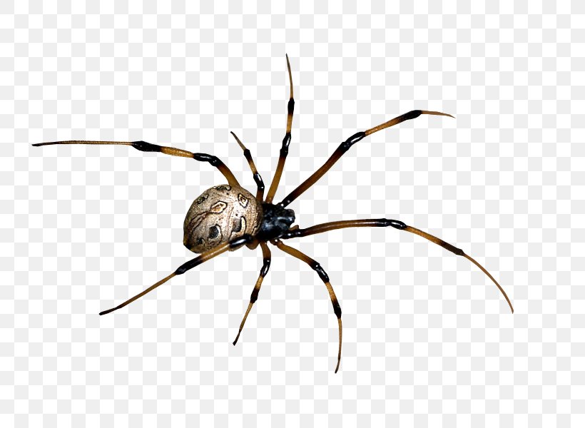 Spider Bite Black House Spider, PNG, 800x600px, Spider, Arachnid, Araneus, Arthropod, Insect Download Free