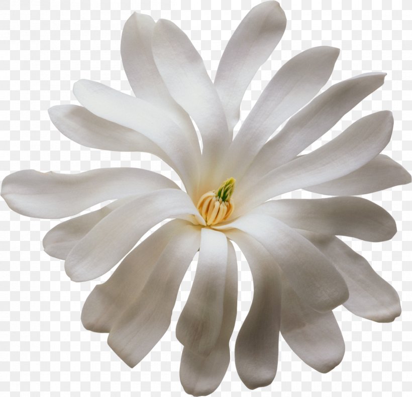 White Flower Clip Art, PNG, 1200x1159px, White, Albom, Chrysanths, Color, Daisy Family Download Free