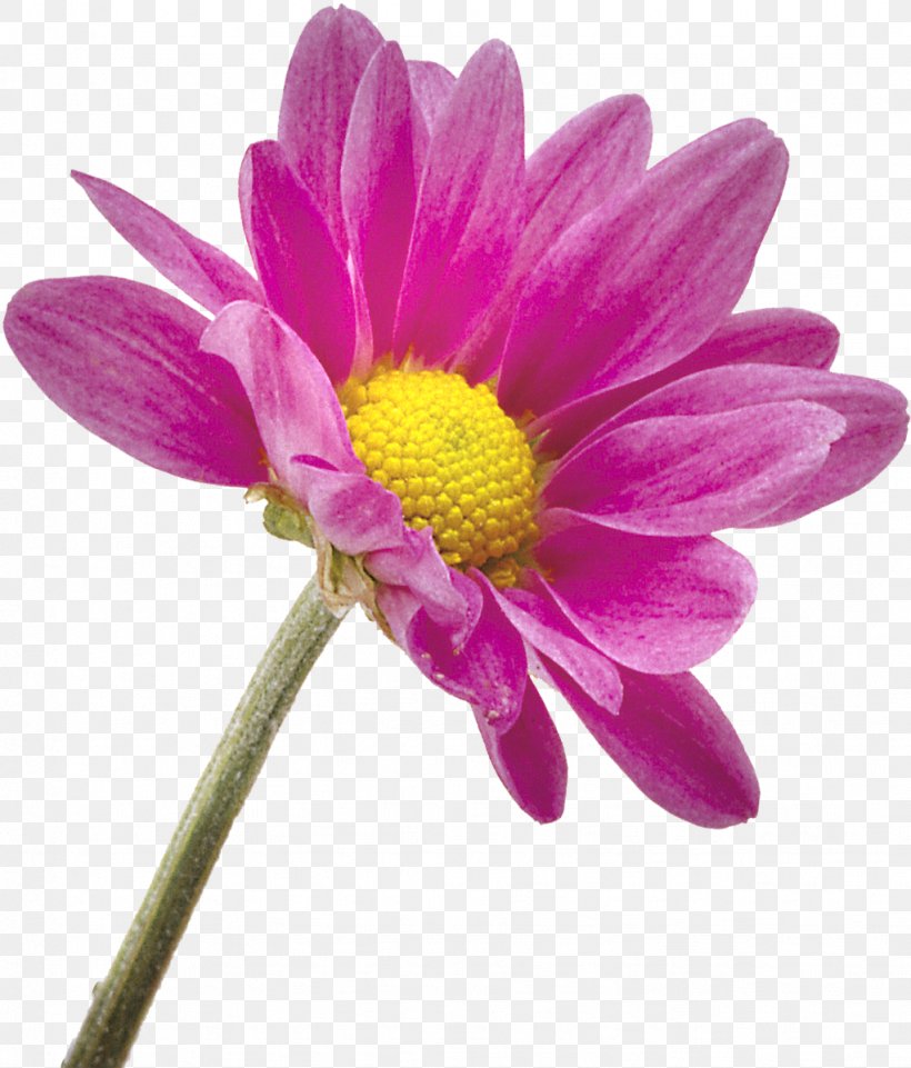 Flower Transvaal Daisy Photography Chrysanthemum, PNG, 1023x1200px, Flower, Annual Plant, Aster, Author, Chrysanthemum Download Free