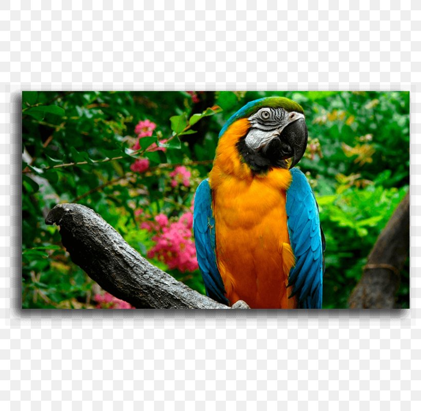 Parrot Bird Desktop Wallpaper Macaw High-definition Television, PNG, 800x800px, 4k Resolution, Parrot, Beak, Bird, Computer Download Free