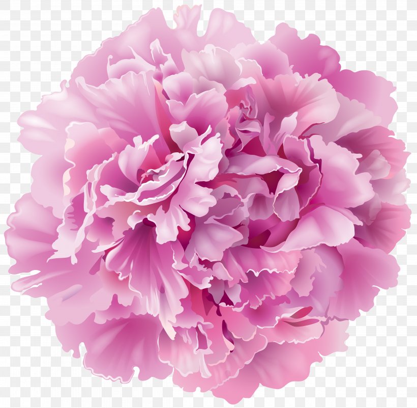 Peony Clip Art, PNG, 5000x4886px, Peony, Carnation, Cut Flowers, Drawing, Floral Design Download Free