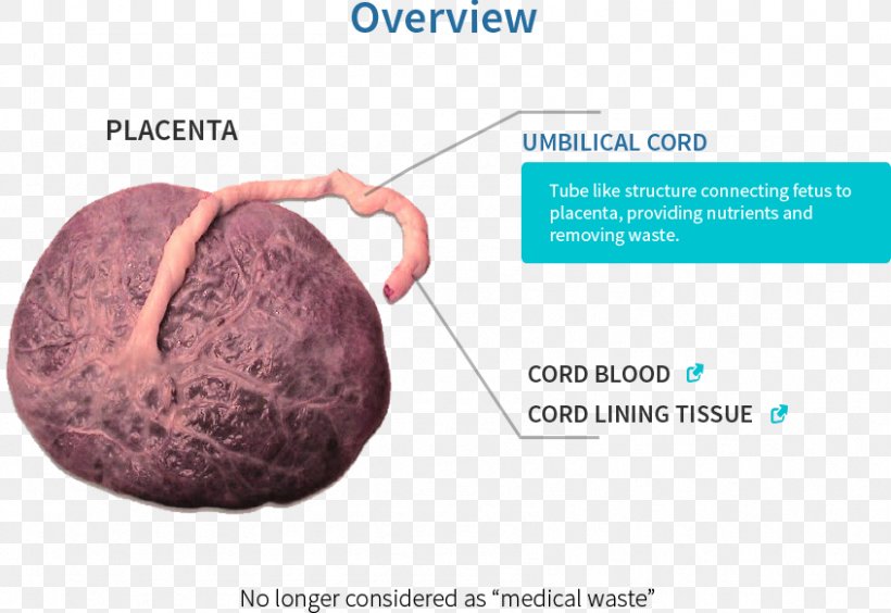 Placental Lactogen Pregnancy Embryology Fetal Circulation, PNG, 846x582px, Placenta, Birth, Blog, Embryology, Fertilisation Download Free