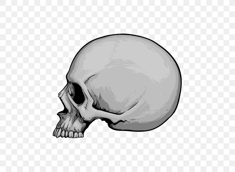 Skull Drawing, PNG, 600x600px, Skull, Anatomy, Bone, Drawing, Face Download Free
