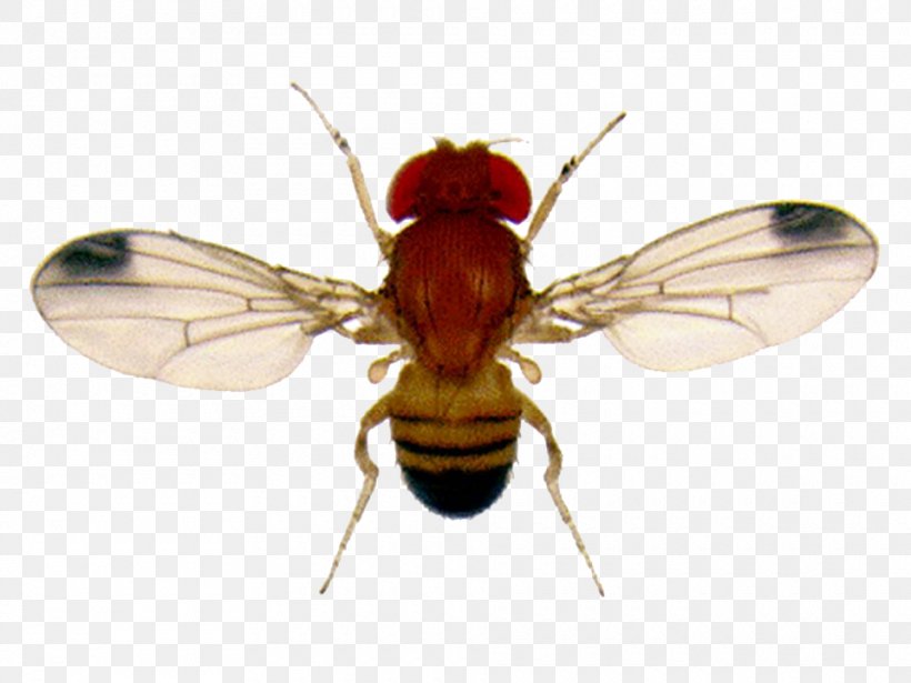 Common Fruit Fly Fruit Flies Gnat, PNG, 960x720px, Common Fruit Fly, Arthropod, Black Fly, Ceratitis Capitata, Drosophilidae Download Free