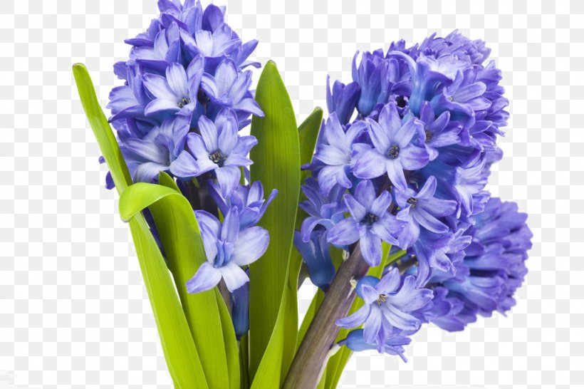 Flower Lavender Hyacinth Plant Violet, PNG, 1024x683px, Flower, Blossom, Blue, Cut Flowers, Floral Design Download Free