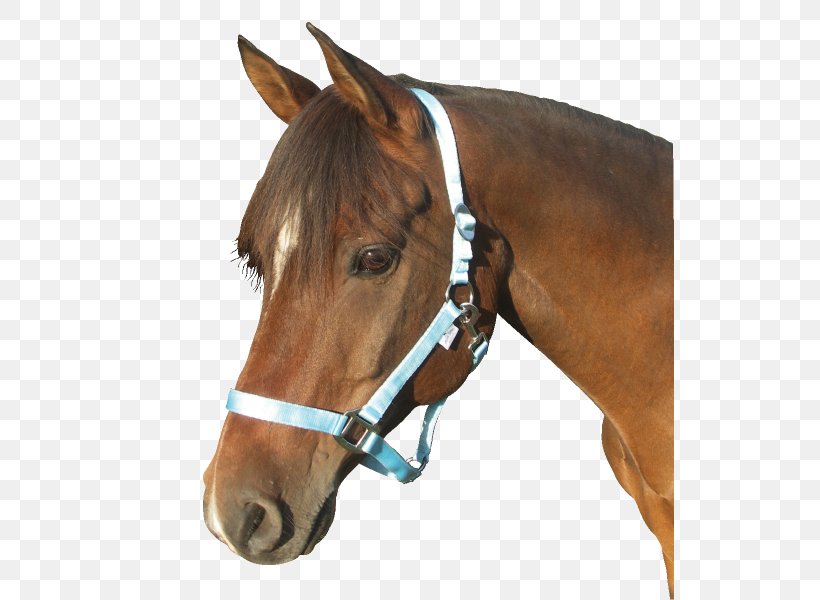 Halter Cob Foal Stallion Pony, PNG, 528x600px, Halter, Bridle, Cob, Equestrian, Foal Download Free