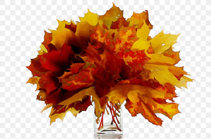 Maple Leaf, PNG, 1024x679px, Watercolor, Autumn, Cut Flowers, Flower, Leaf Download Free