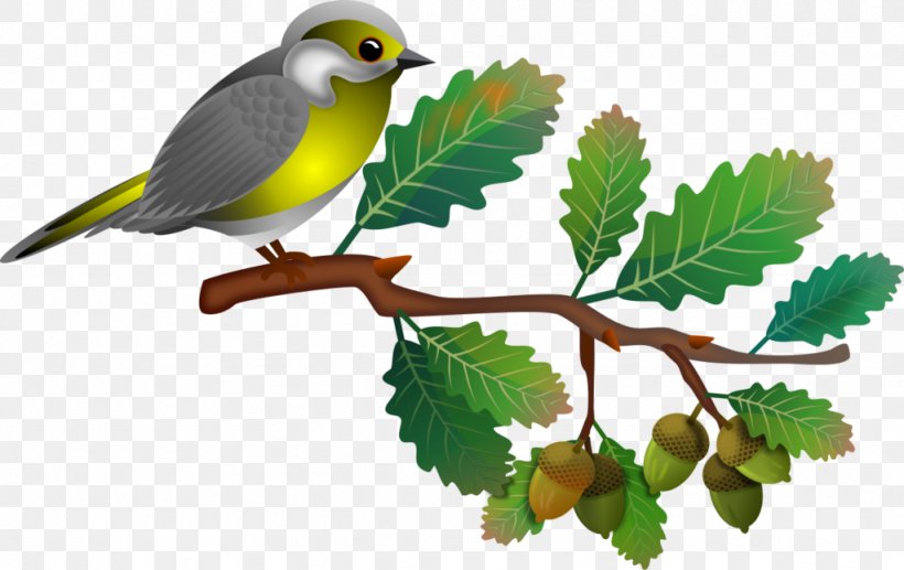 Songbird, PNG, 1024x646px, Songbird, Animal, Beak, Bird, Branch Download Free