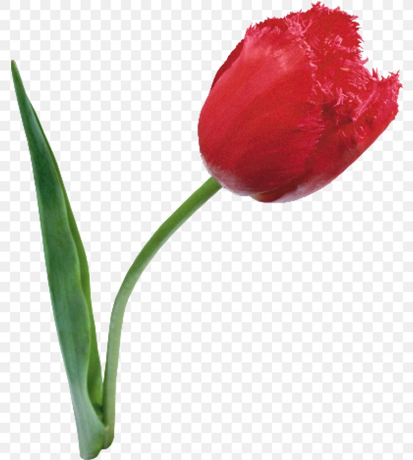 Tulip Cut Flowers Daffodil Plant, PNG, 780x914px, Tulip, Bud, Catkin, Cut Flowers, Daffodil Download Free