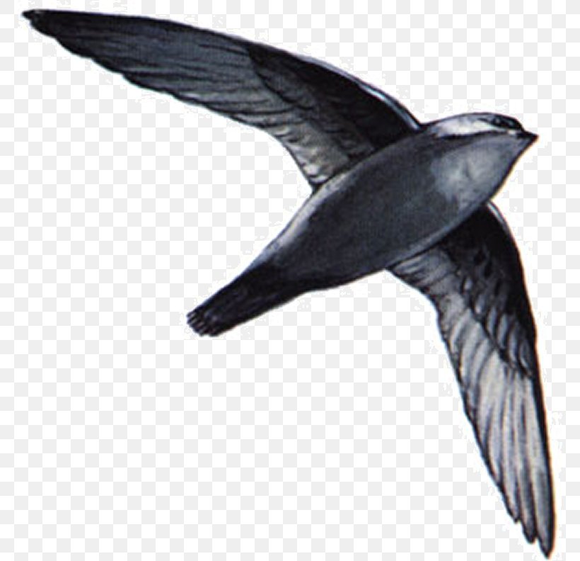 Bird Swallow Chimney Swift Swifts American Black Swift, PNG, 771x792px, Bird, All About Birds, Asian Palm Swift, Beak, Bird Conservation Download Free
