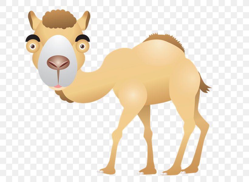 Dromedary Download Animal Clip Art, PNG, 800x600px, Dromedary, Animal, Animal Figure, Arabian Camel, Camel Download Free