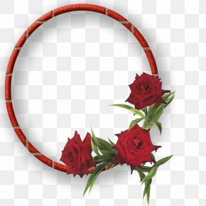 Rose - Garden Roses SÃ£o SebastiÃ£o, Federal District Floral Design Cut Flowers PNG