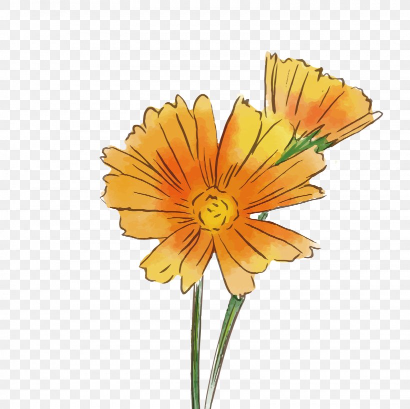 Transvaal Daisy Common Daisy Flower Chrysanthemum, PNG, 1600x1600px, Transvaal Daisy, Calendula, Chrysanthemum, Common Daisy, Common Sunflower Download Free