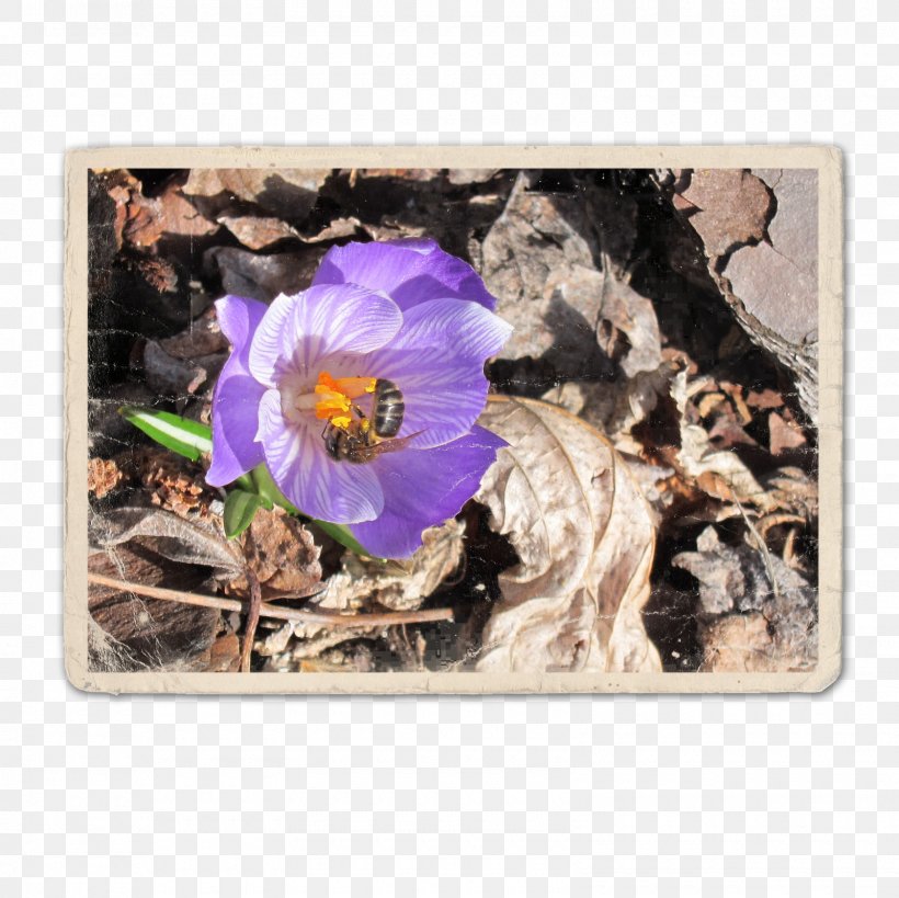 Violet Flower Family Violaceae, PNG, 1600x1600px, Violet, Family, Flower, Flowering Plant, Plant Download Free