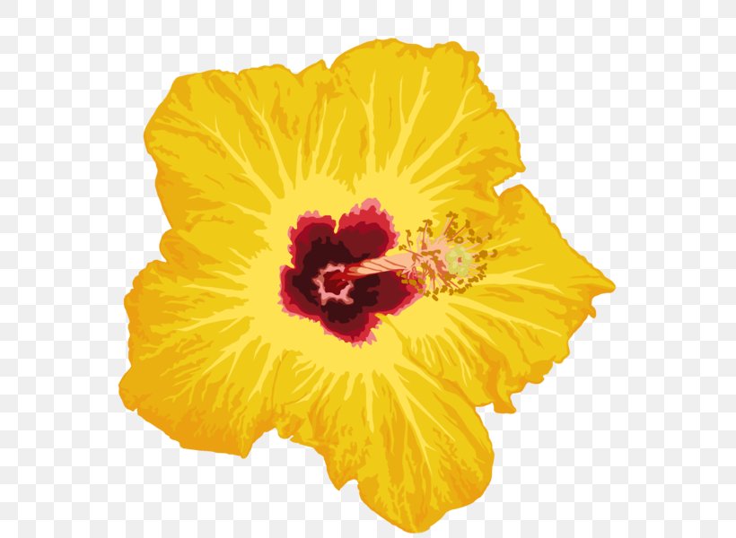 Flower Photography, PNG, 800x600px, Flower, Annual Plant, Deviantart, Flowering Plant, Hibiscus Download Free