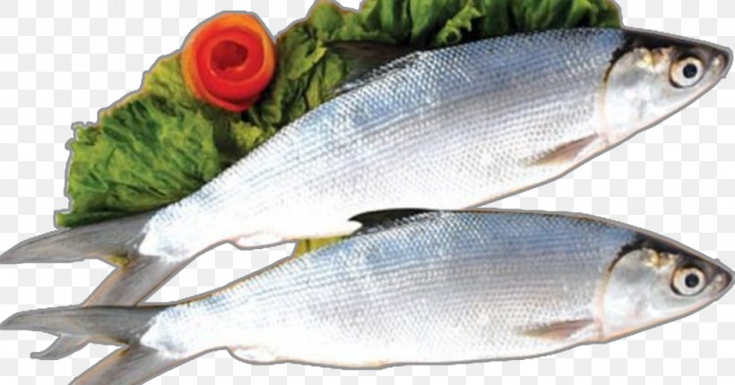 Milkfish Food Nutrition Salmon, PNG, 1024x538px, Milkfish, Animal Source Foods, Atlantic Mackerel, Capelin, Fish Download Free