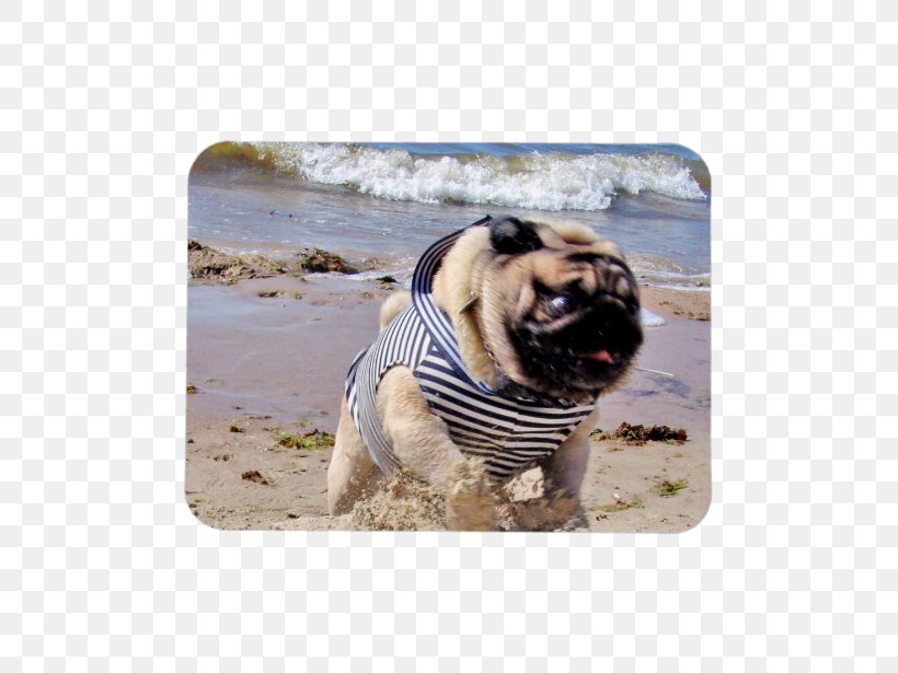 Pug Dog Breed Toy Dog Running Snout, PNG, 615x615px, Pug, Bag, Breed, Carnivoran, Cosmetics Download Free