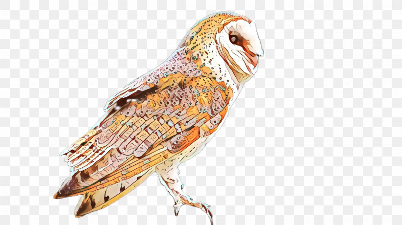 Barn Owl Bird Owl Beak Bird Of Prey, PNG, 2668x1499px, Barn Owl, Beak, Bird, Bird Of Prey, Owl Download Free