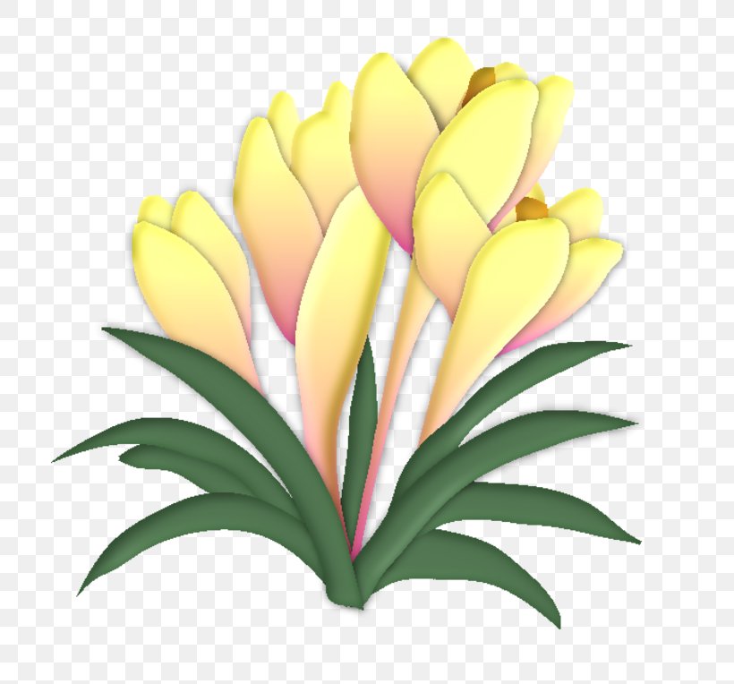 Cut Flowers Drawing Chemical Element, PNG, 800x764px, Flower, Chemical Element, Crocus, Cut Flowers, Drawing Download Free