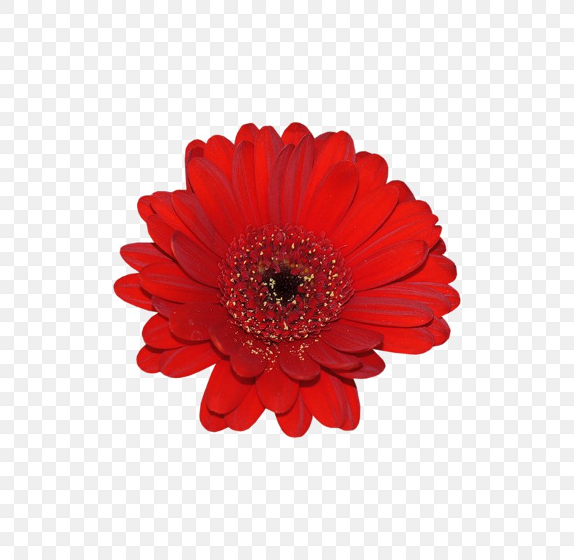 Flower Red Transvaal Daisy Mother 3, PNG, 800x800px, Flower, Chrysanths, Common Sunflower, Cut Flowers, Daisy Family Download Free