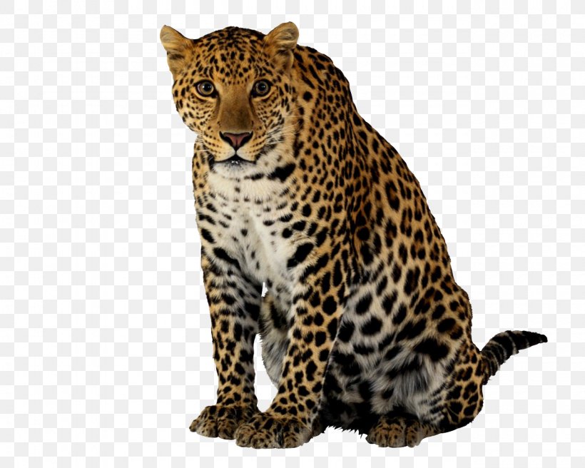 Leopard Cheetah Clip Art, PNG, 1280x1024px, Leopard, Big Cat, Big Cats, Carnivoran, Cat Like Mammal Download Free