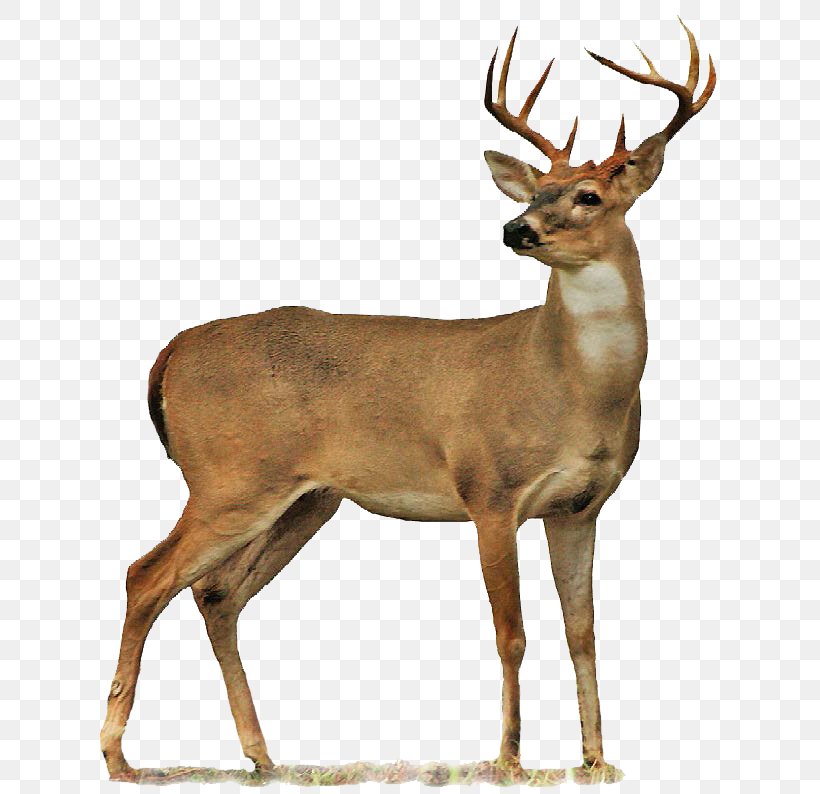 Roe Deer Moose, PNG, 644x794px, Roe Deer, Antler, Capreolinae, Chital, Deer Download Free