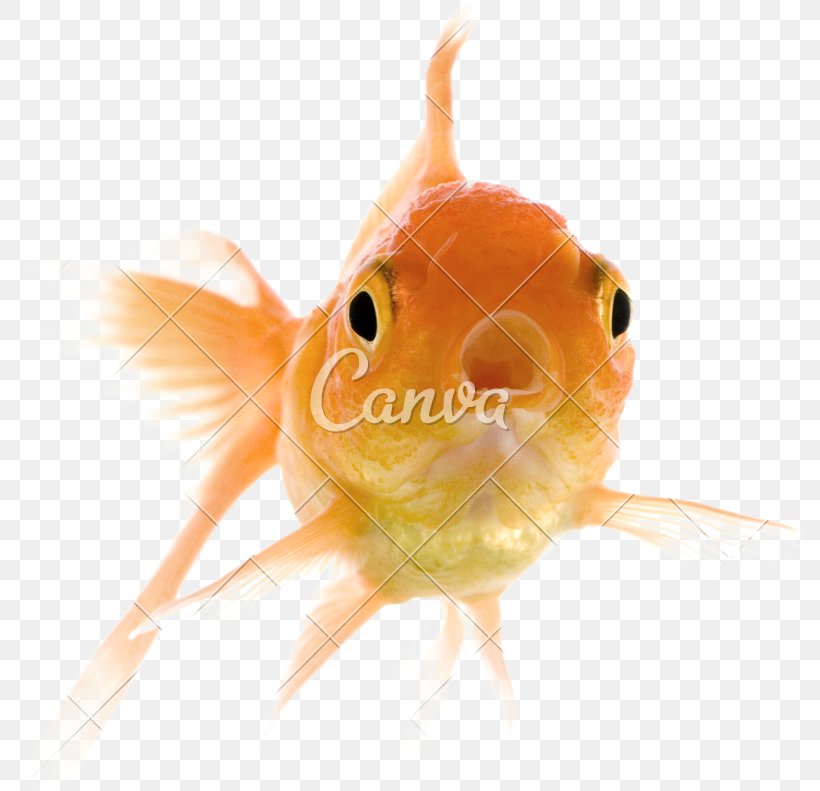Siamese Fighting Fish Goldfish Koi Aquarium, PNG, 800x791px, Siamese Fighting Fish, Air Pump, Airstone, Aquarium, Aquarium Filters Download Free
