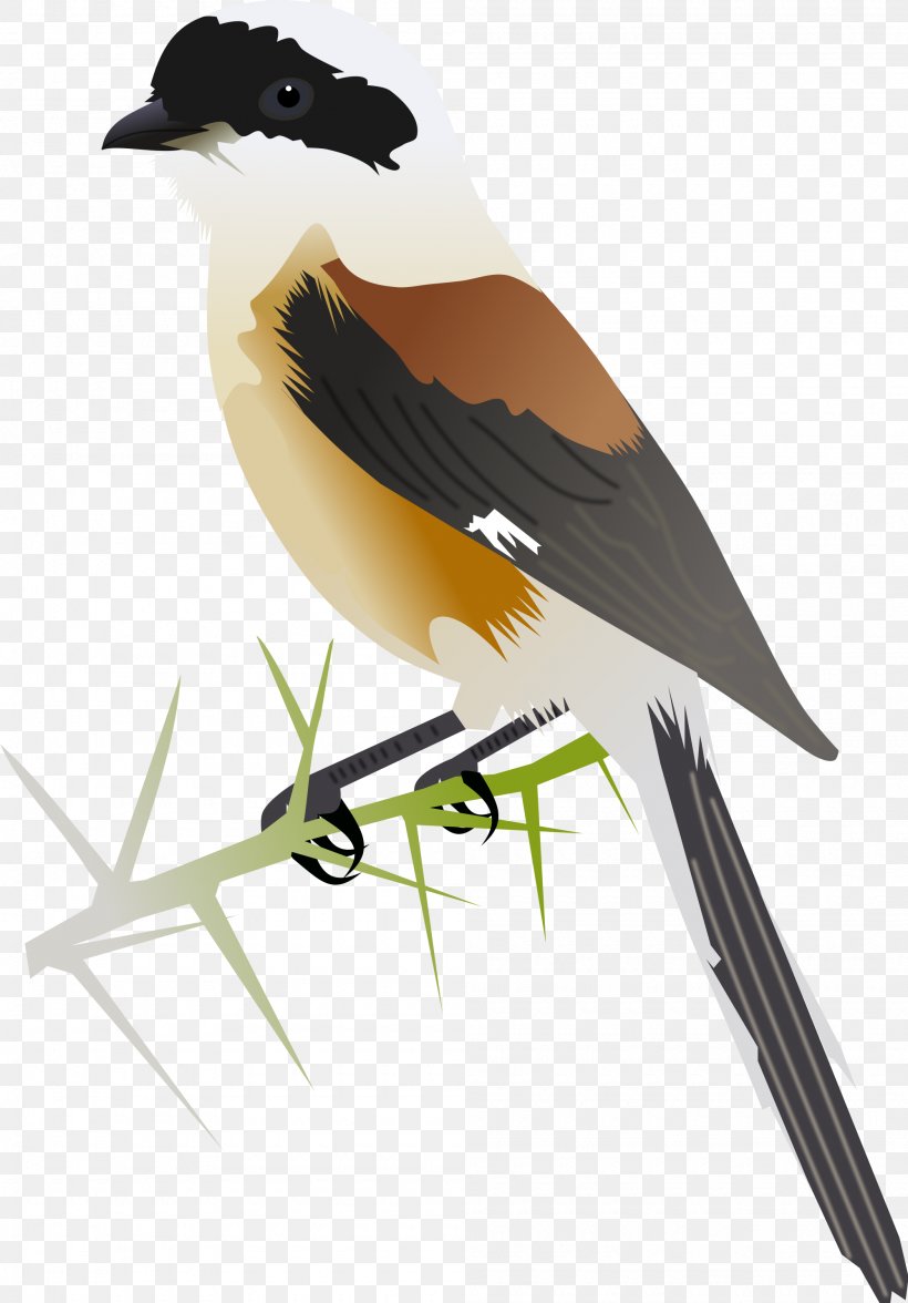 Bay-backed Shrike Great Grey Shrike Long-tailed Shrike Southern Grey Shrike, PNG, 2000x2869px, Shrike, Beak, Bird, Brown Shrike, Feather Download Free