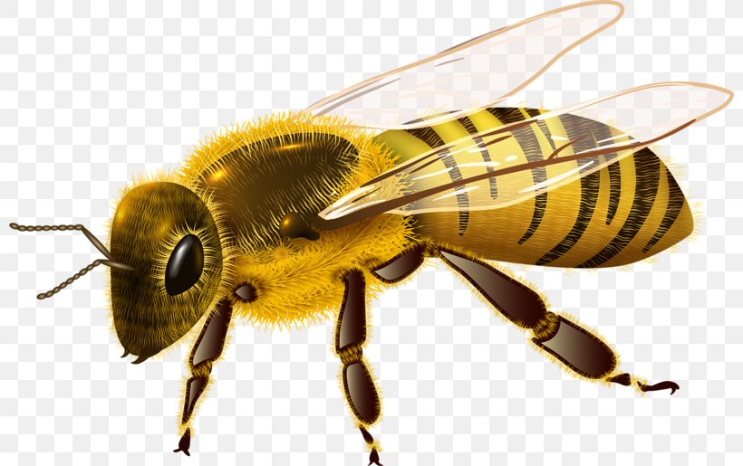 Characteristics Of Common Wasps And Bees Hornet, PNG, 800x515px, Bee, Arthropod, Bumblebee, Drawing, Fly Download Free