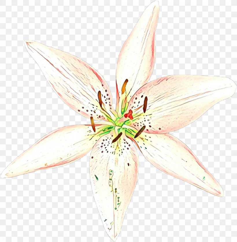 Cut Flowers Lily M, PNG, 1174x1200px, Cut Flowers, Crinum, Flower, Flowering Plant, Lily Download Free