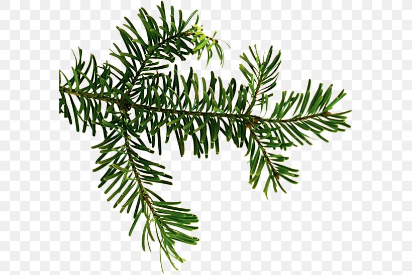 Douglas Fir Spruce Evergreen Larch, PNG, 584x548px, Fir, Branch, Conifer, Conifers, Cypress Family Download Free