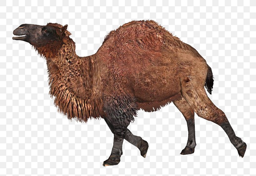 Dromedary Bactrian Camel Titanotylopus Zoo Tycoon 2: Extinct Animals, PNG, 808x565px, Dromedary, Animal, Animal Figure, Arabian Camel, Bactrian Camel Download Free