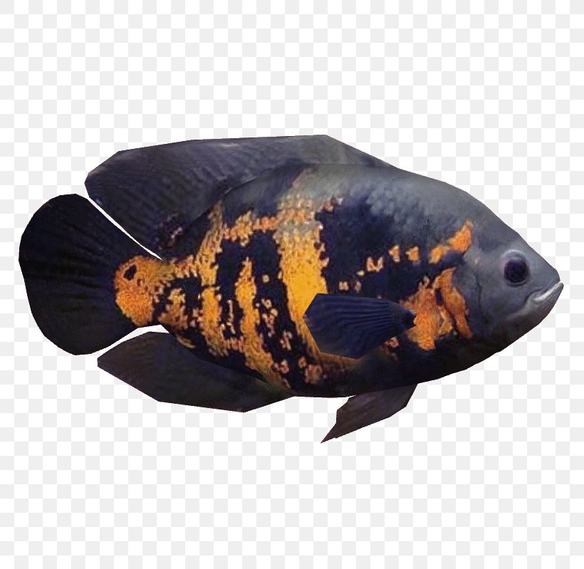Oscar Ornamental Fish Cichlid Aquarium, PNG, 799x799px, Oscar, Aquarium, Barb, Cichlid, Discus Download Free