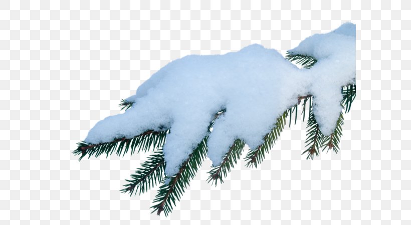 Snow Clip Art Image Desktop Wallpaper, PNG, 600x450px, Snow, American Larch, Branch, Colorado Spruce, Conifer Download Free