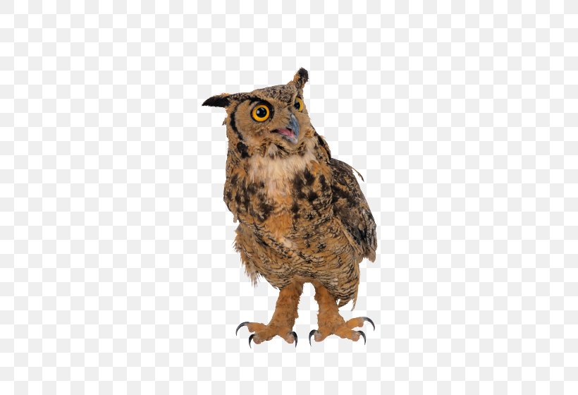 Snowy Owl Great Horned Owl Eurasian Eagle-owl Nocturnality Barn Owl, PNG, 500x560px, Snowy Owl, Barn Owl, Beak, Bird, Bird Of Prey Download Free