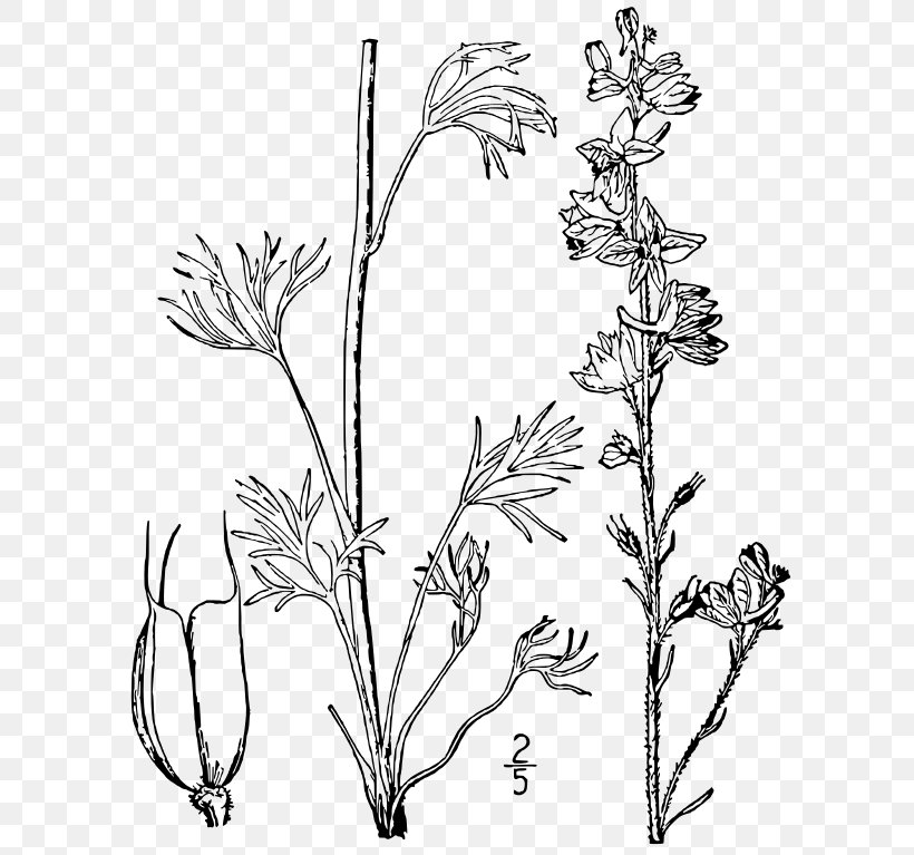 Carolina Larkspur Line Art Drawing Botanical Illustration, PNG, 624x767px, Larkspur, Black And White, Botanical Illustration, Botany, Branch Download Free