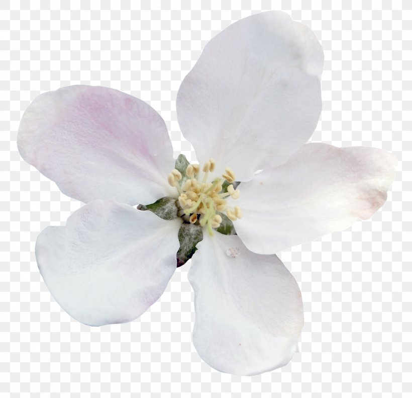Flower Tulip Garden Yandex Snowdrop, PNG, 2368x2285px, Flower, Album, Blossom, Bulb, Cherry Blossom Download Free