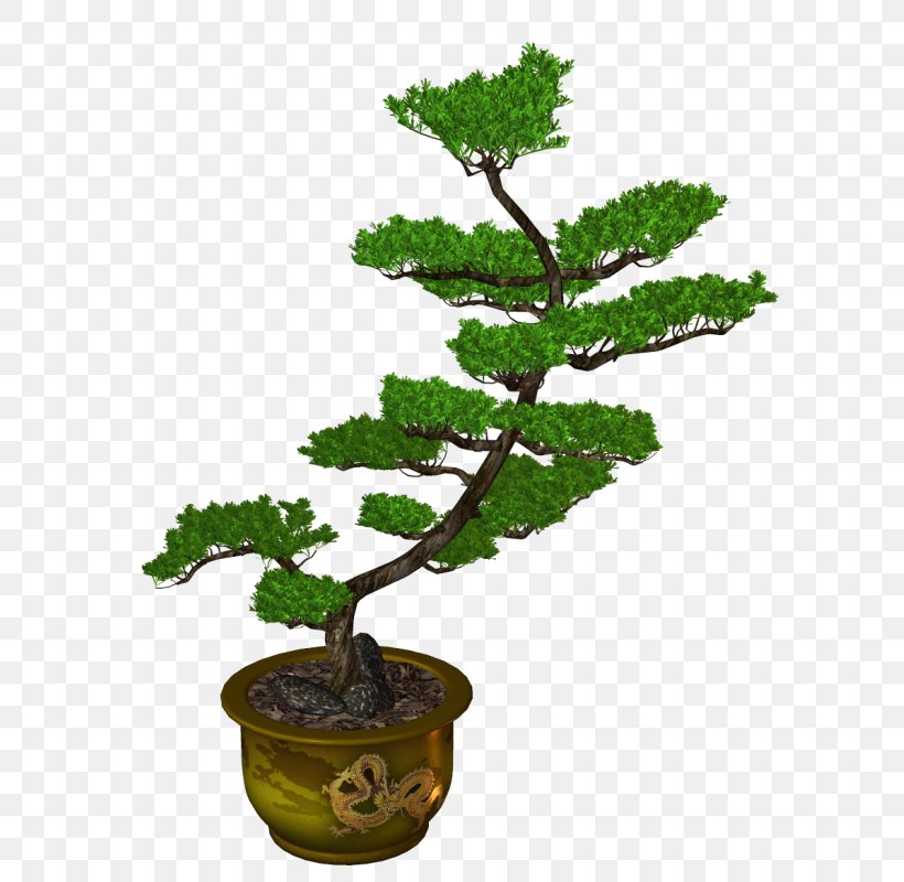 Sageretia Theezans Flowerpot Ornamental Plant Tree, PNG, 619x800px, Sageretia Theezans, Bonsai, Flower, Flowerpot, Houseplant Download Free